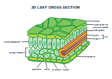 Plant Cell Diagram