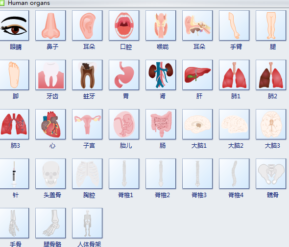 人体器官符号