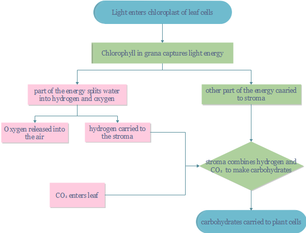 Model Light Dependent Reactions In A Flow Chart