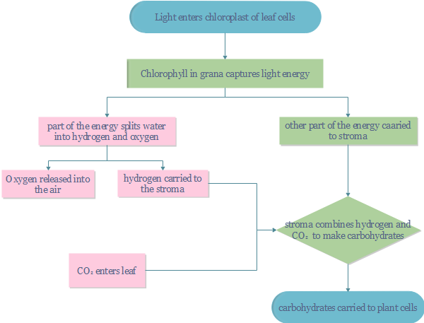 Photosynthese Flussdiagramm