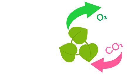 Photosynthesis Flow Chart Biology