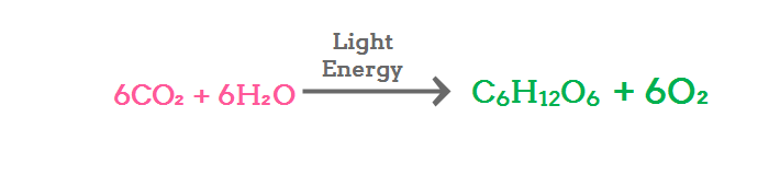 Model Light Dependent Reactions In A Flow Chart