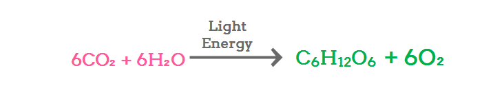 Photosynthesis Flow Chart