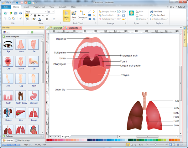 Human Organs Diagram Software