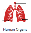 Órganos humanos