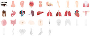 Elementos de órgãos humanos