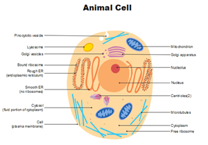 Diagramm einer Tierzelle