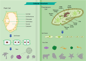 diagrama de ilustración de la célula