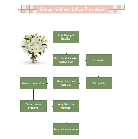 Steps to Grow Lilies Flowchart