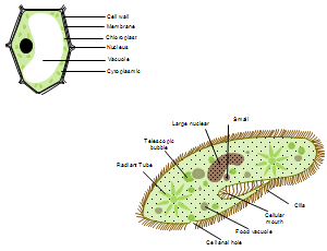 Ejemplos de diagramas de cílulas