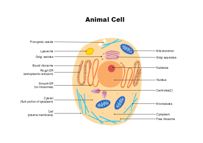 Diagram of animal cell anatomy illustration Stock Vector Image & Art - Alamy