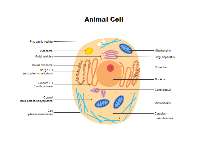 Animal And Plant Cell Chart