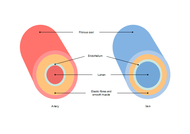 Artery Flow Chart