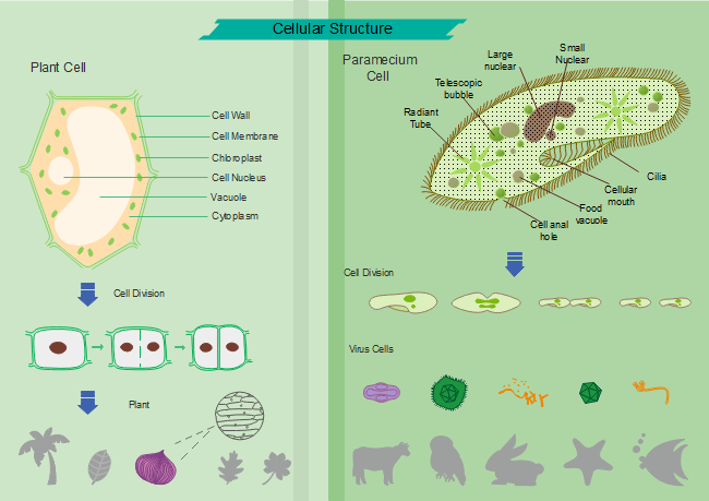 Ilustração de Biologia