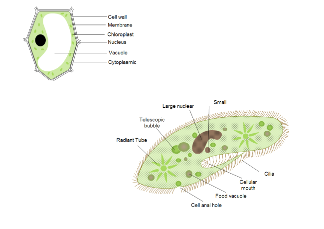 Cell Diagram