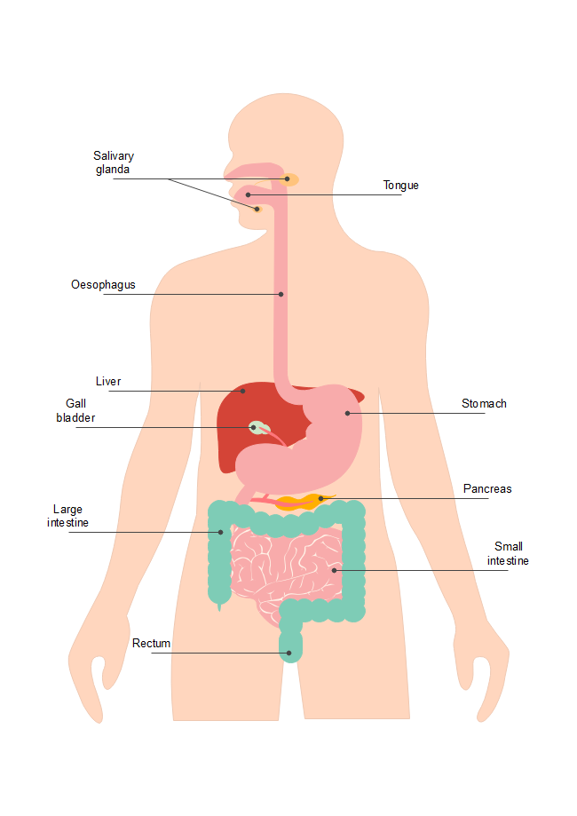Digestion Diagram