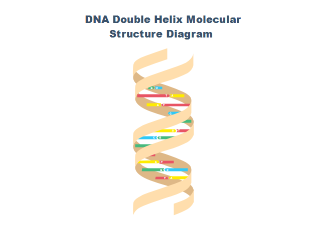 Diagramma del DNA