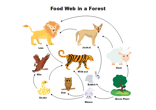 Food Web Chart Maker