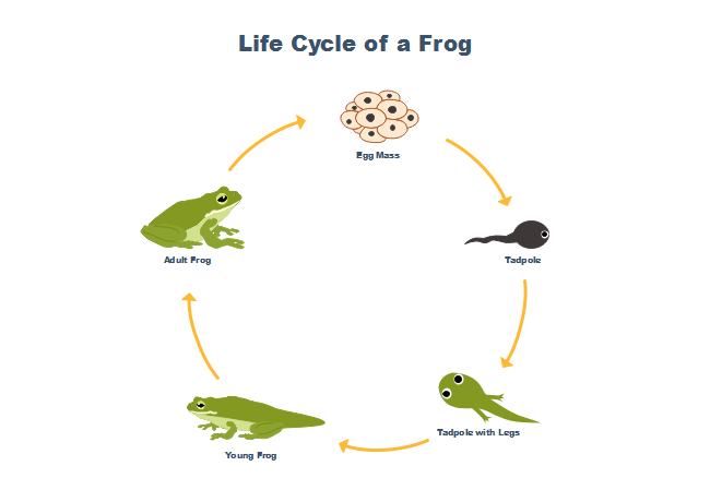 Animal Life Cycle Chart