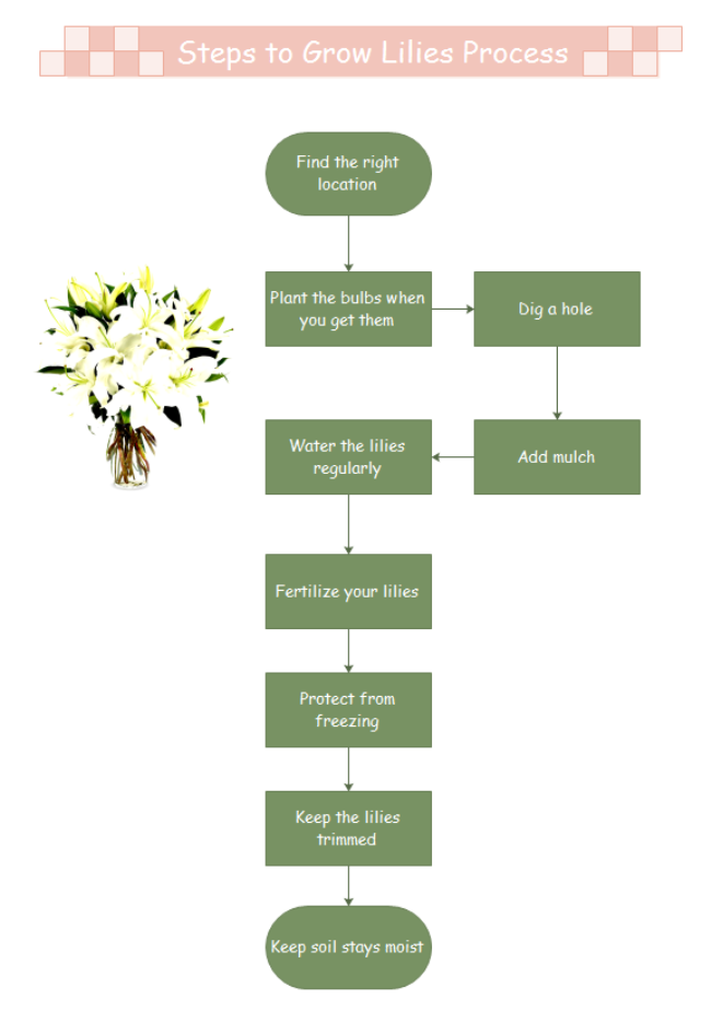 Grow Lilies Process Steps