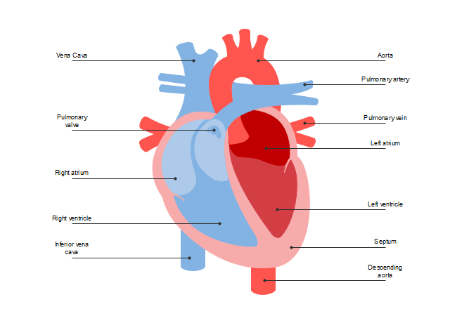 Heart Drawing Biology