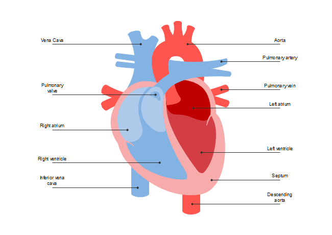 Heart Diagram