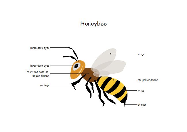 Honeybee Diagram