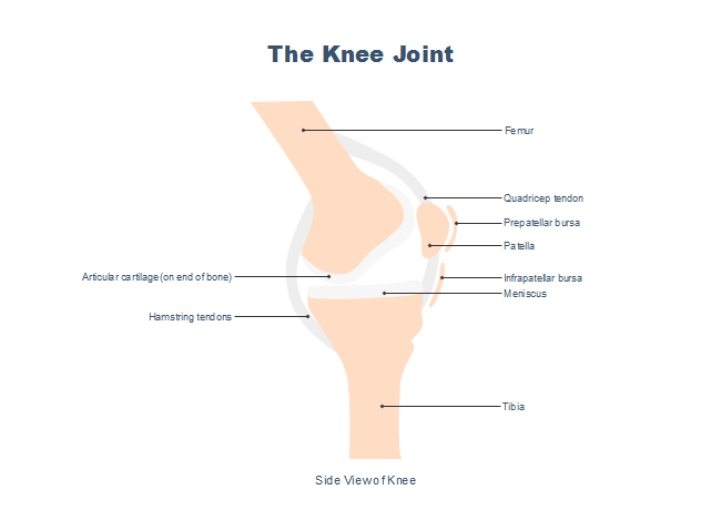 Knee Joint Side