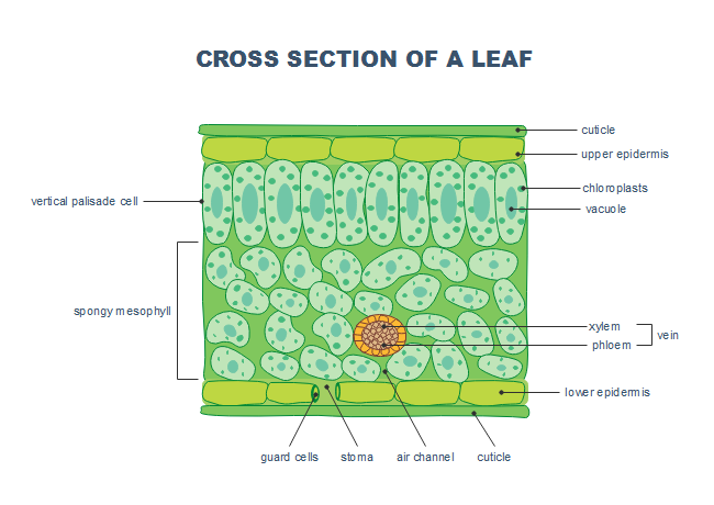 Cross Section Leaf Diagram Leaf Structure And Function QEJX Cross Section Leaf Diagram Leaf Structure And Function QEJX