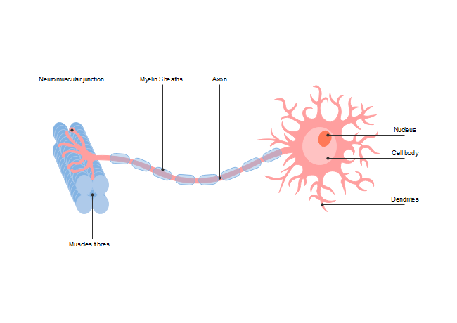 Neuron Chart