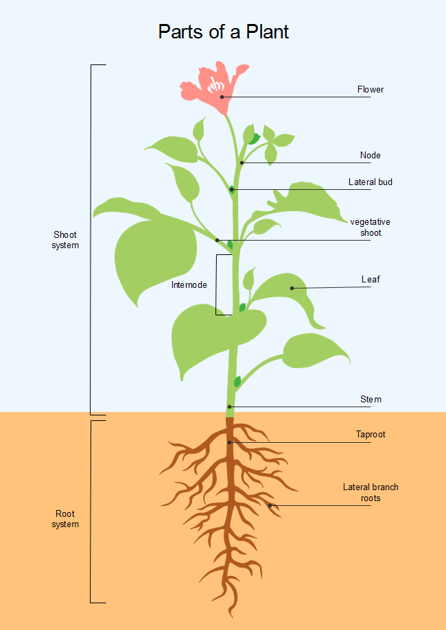 Parts of Plant | Free Parts of Plant Templates
