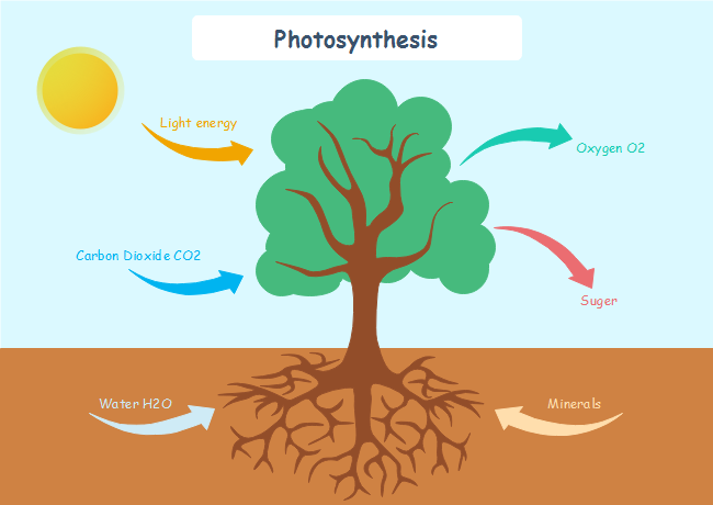 Image result for photosynthesis diagram