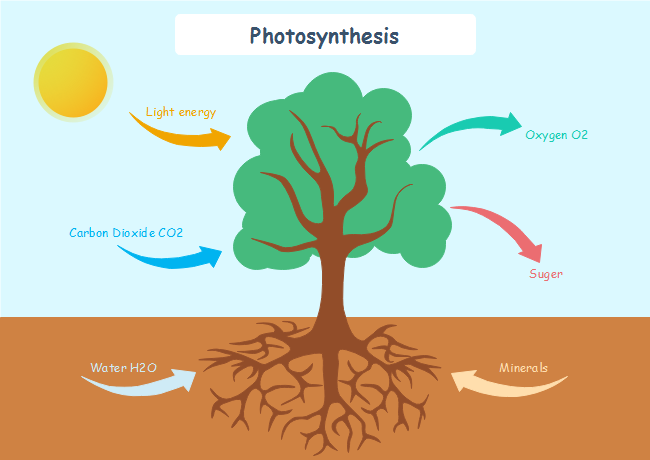 Photosynthesis Chart