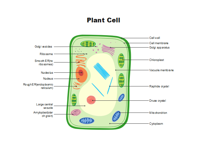 How to draw Plant Cell . Very easy. Step by step. - YouTube-saigonsouth.com.vn