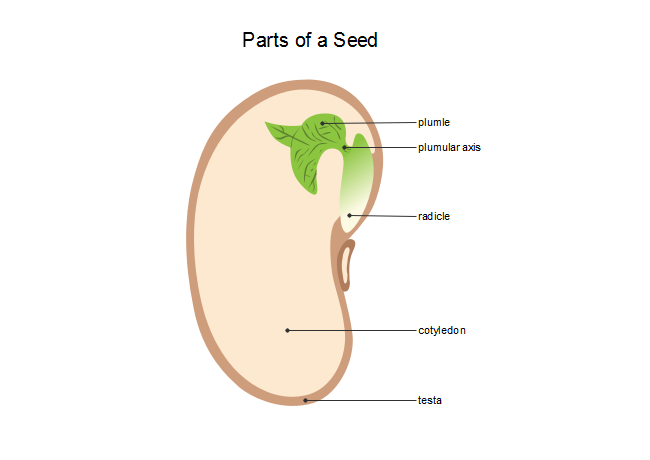 Seed Diagram