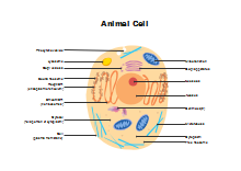 Lab Apparatus List