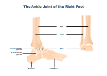 Ankle Joint
