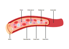 Diagramma della composizione del sangue