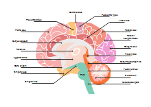 Diagramma del cervello