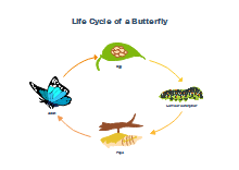 Ciclo di vita delle farfalle