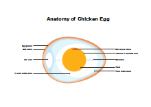 Anatomia dell'uovo di gallina