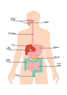 Digestion Diagram