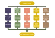 Tea Classification Tree Diagram