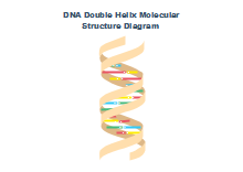 DNA Diagramma
