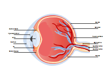 Artery Vein Diagram
