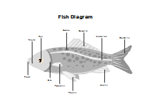 Fish Diagram