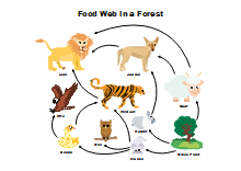 Diagramma della rete alimentare
