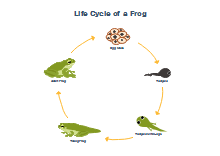 Ciclo di vita della rana