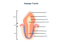 Incisor Tooth Anatomy