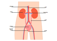 Diagramma del rene